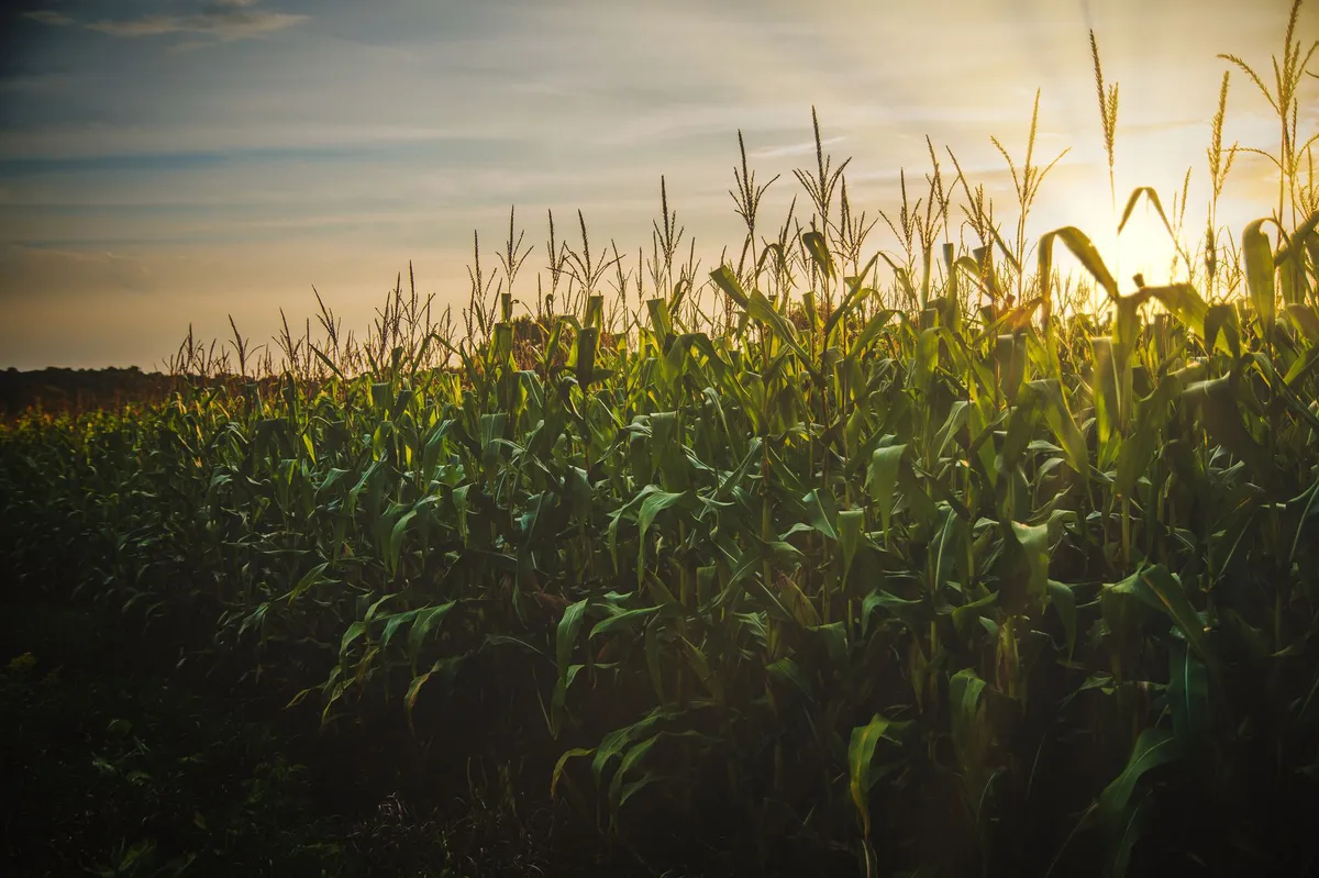 corn field at sunset