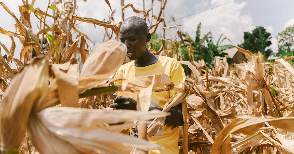 farmer inspecting corn crop