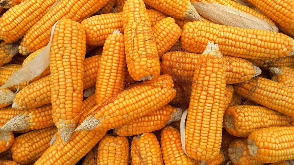 Corn Market Update: Pricing Trends and Future Outlook Corn Market Update: Pricing Trends and Future Outlook