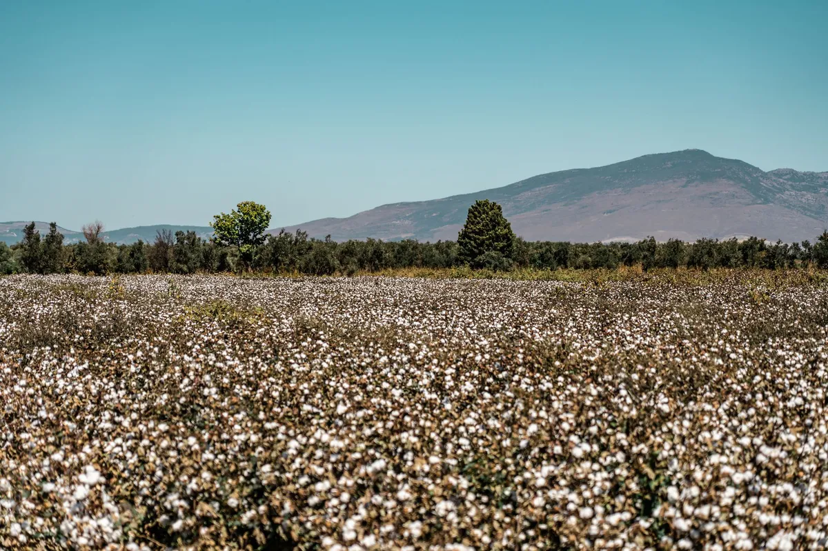 cotton field with blue sky