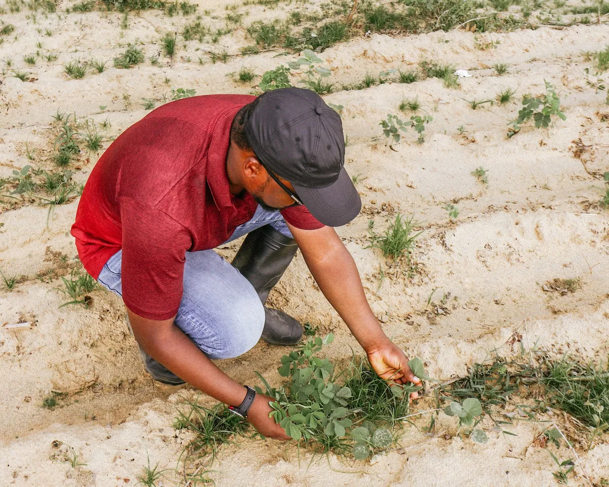 farmer inspecting cotton plants