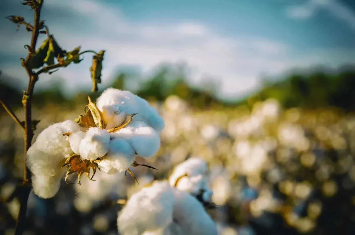 Cotton Futures Surge Despite Increased Production Forecasts Cotton Futures Surge Despite Increased Production Forecasts