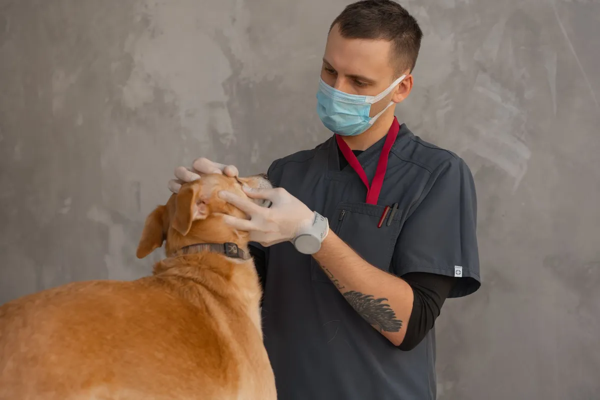 vet examining a dog