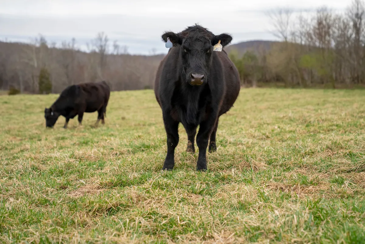 grazing cattle in pasture
