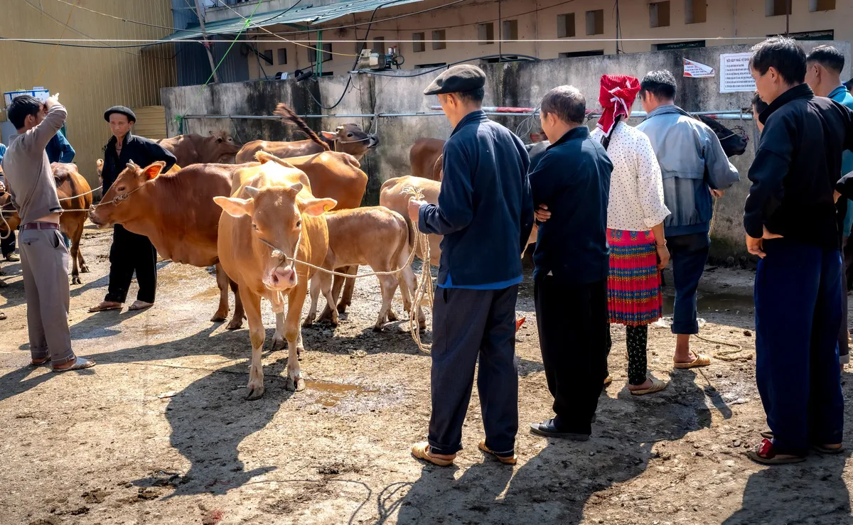 cattle market trading floor