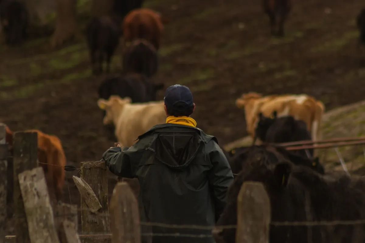 cattle rancher in field
