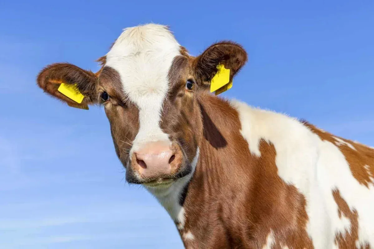 Navigating the Tipping Point in U.S. Cattle Markets: Insights and Implications