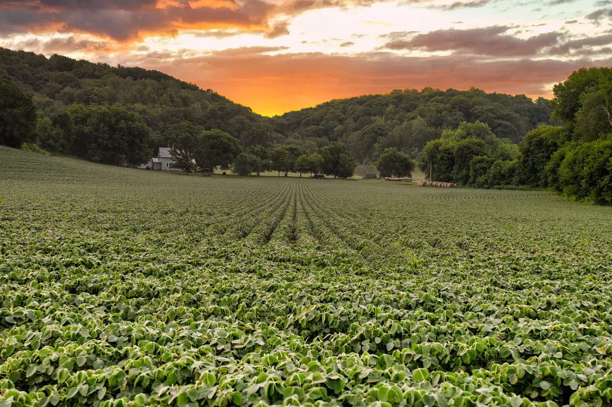 soybean field sunset