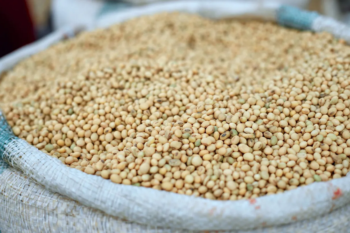 soybean market analysis