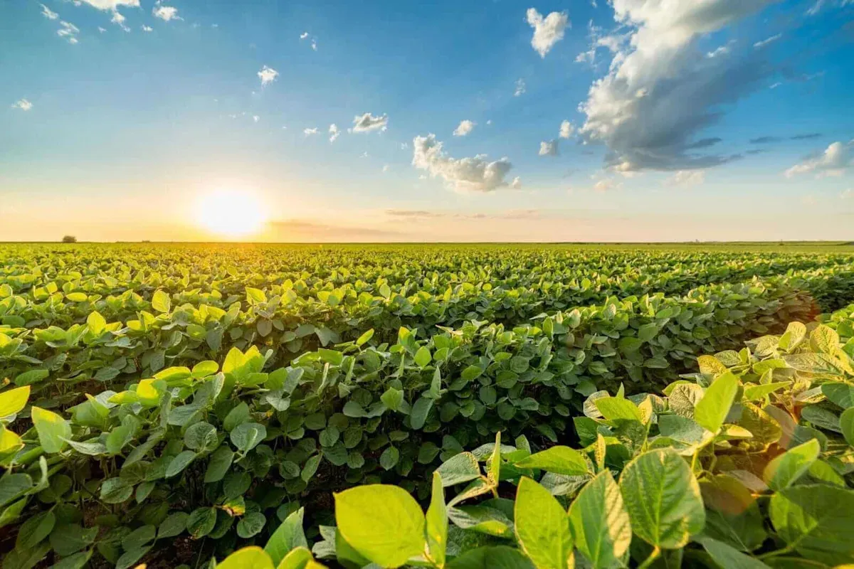 Soybean Market Sees Correction Ahead of USDA Reports