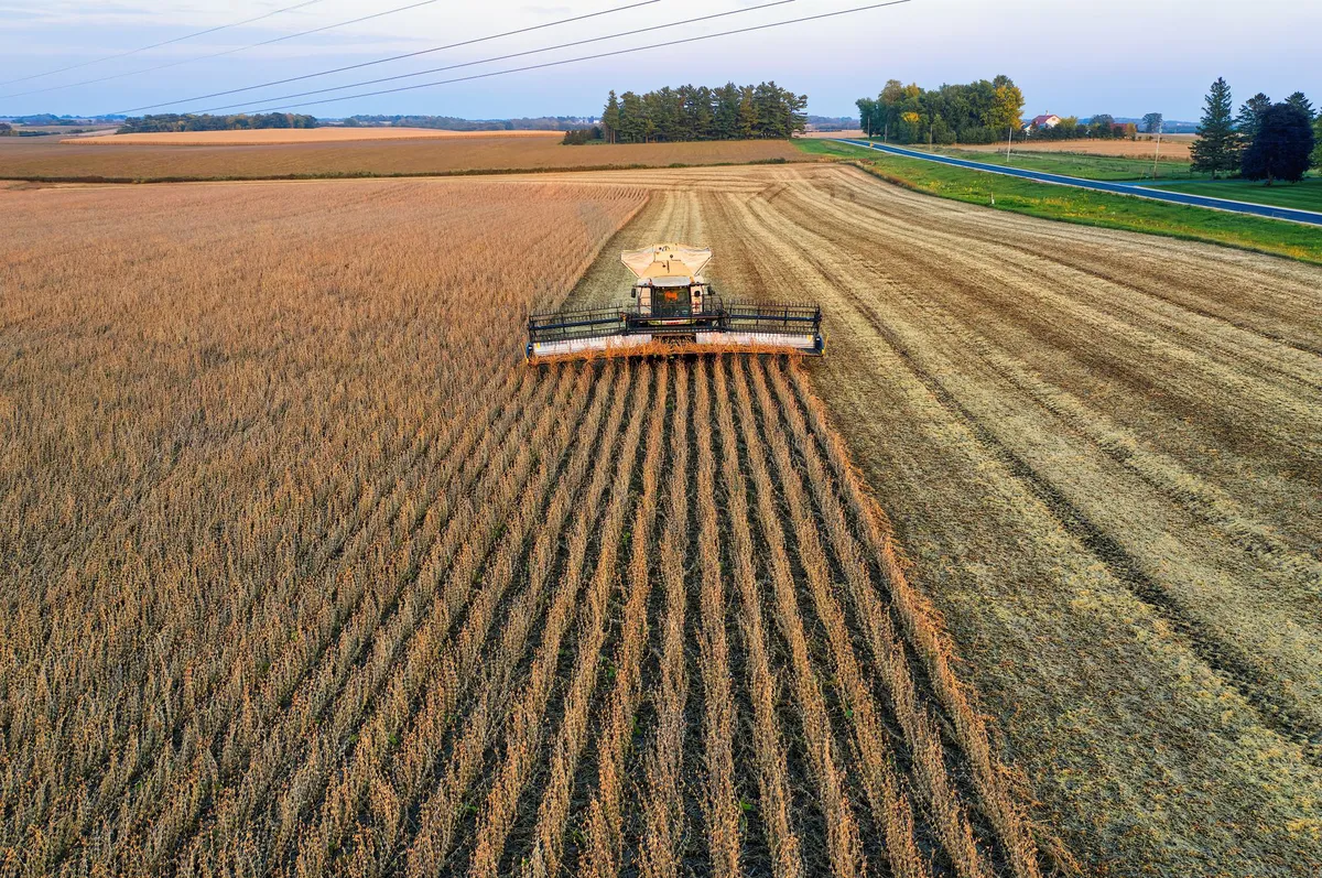 soybean fields during drought