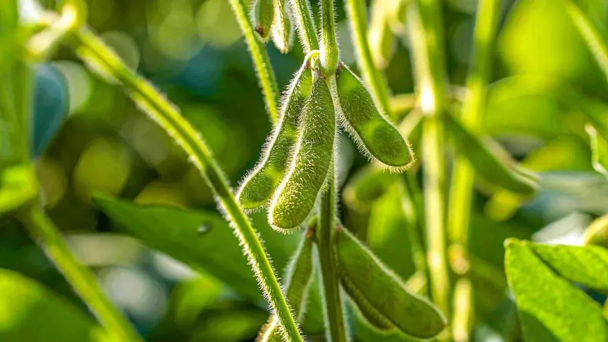Soybean Market Update: Trends and Insights for Investors Soybean Market Update: Trends and Insights for Investors