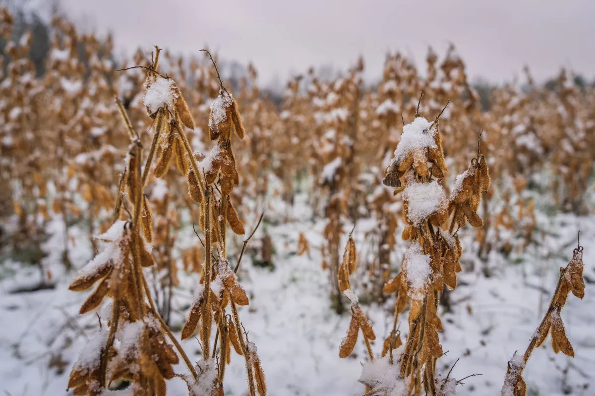 soybean fields closeup