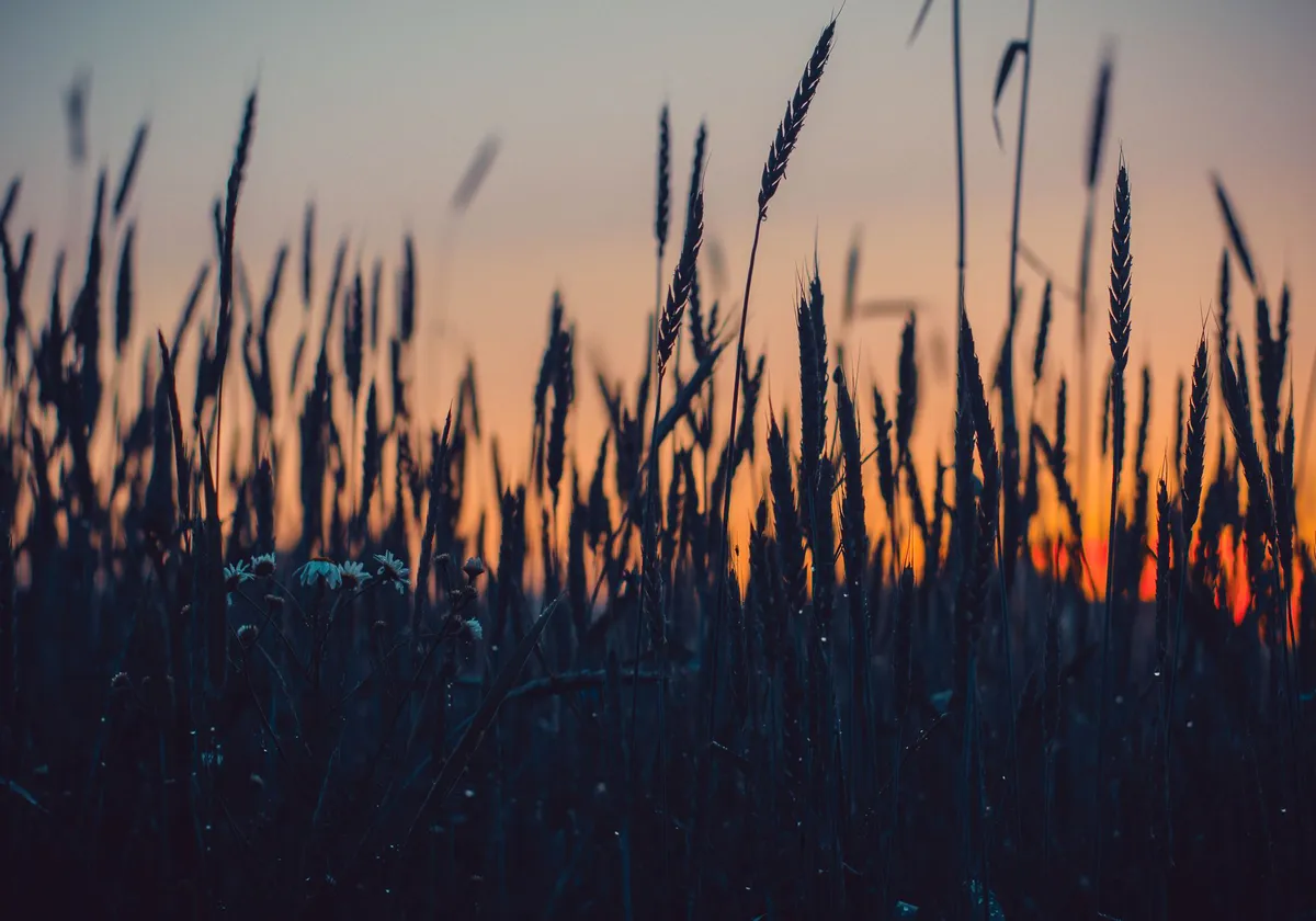 wheat field sunset