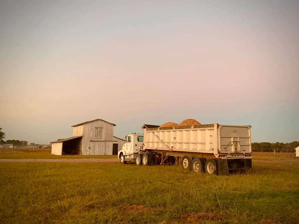 wheat grain transportation