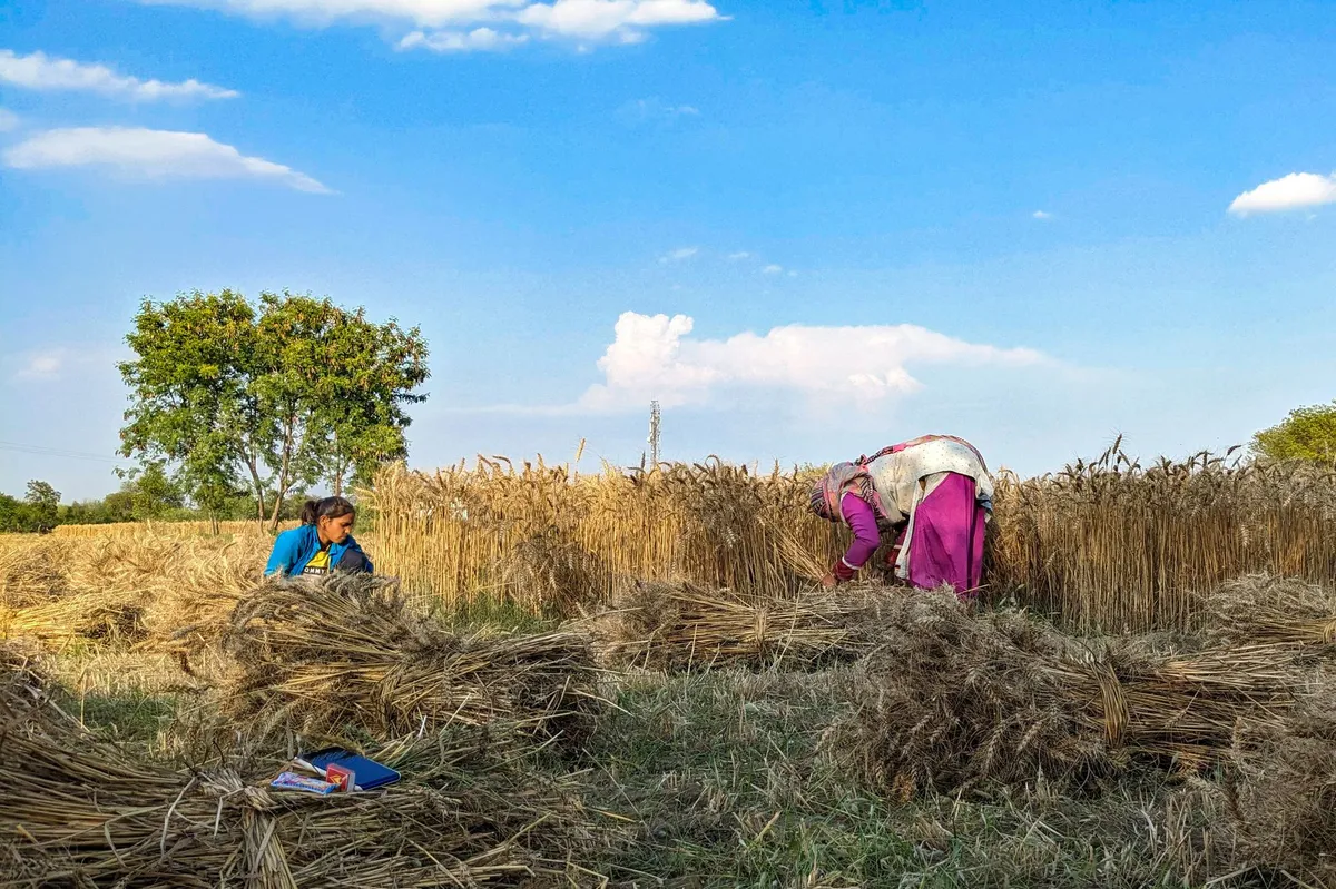 field workers harvesting wheat