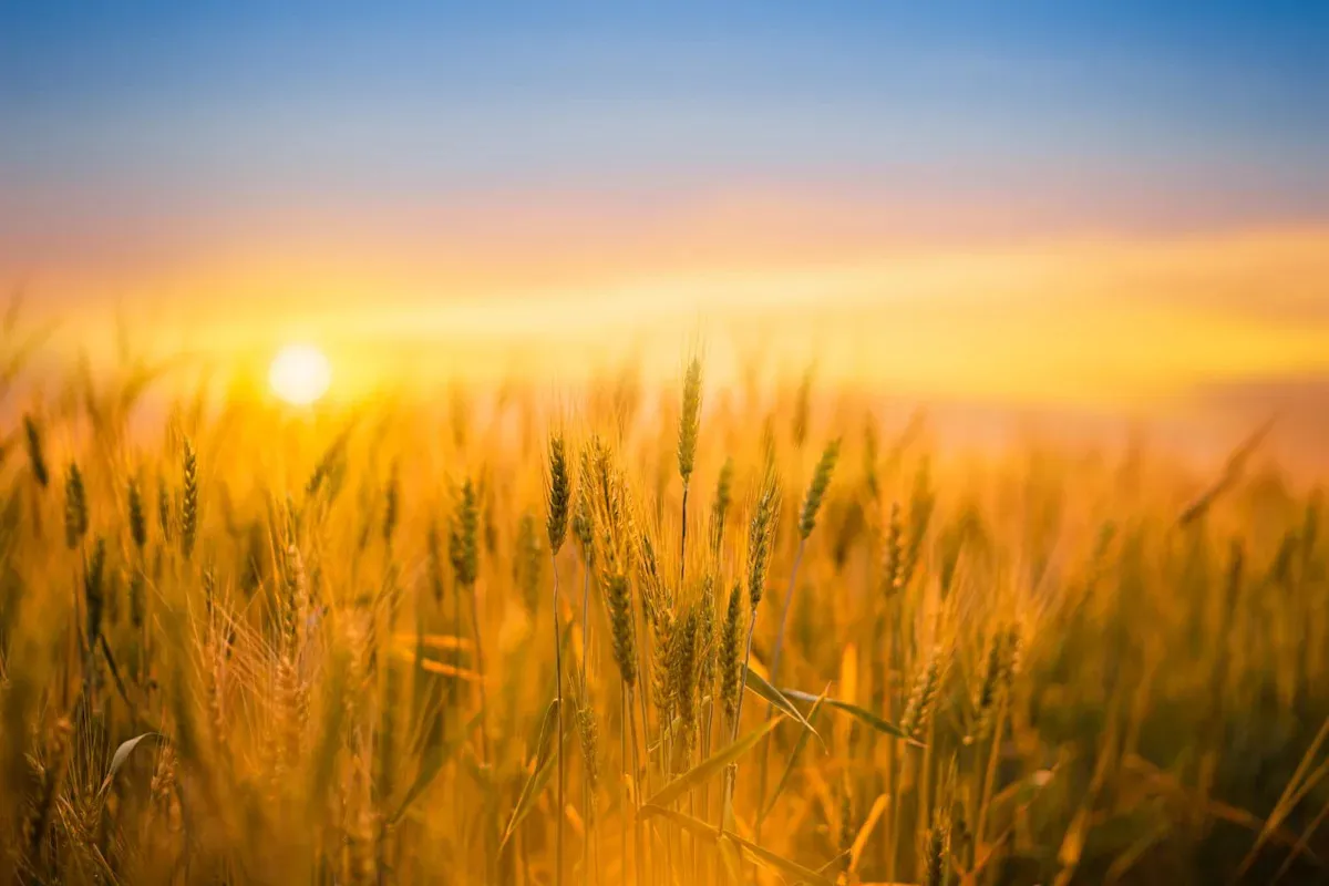 Wheat Market Update: Navigating Pressures and Opportunities Wheat Market Update: Navigating Pressures and Opportunities