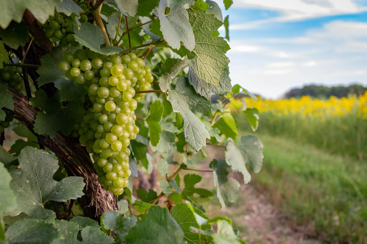 Ohio vineyards and farms