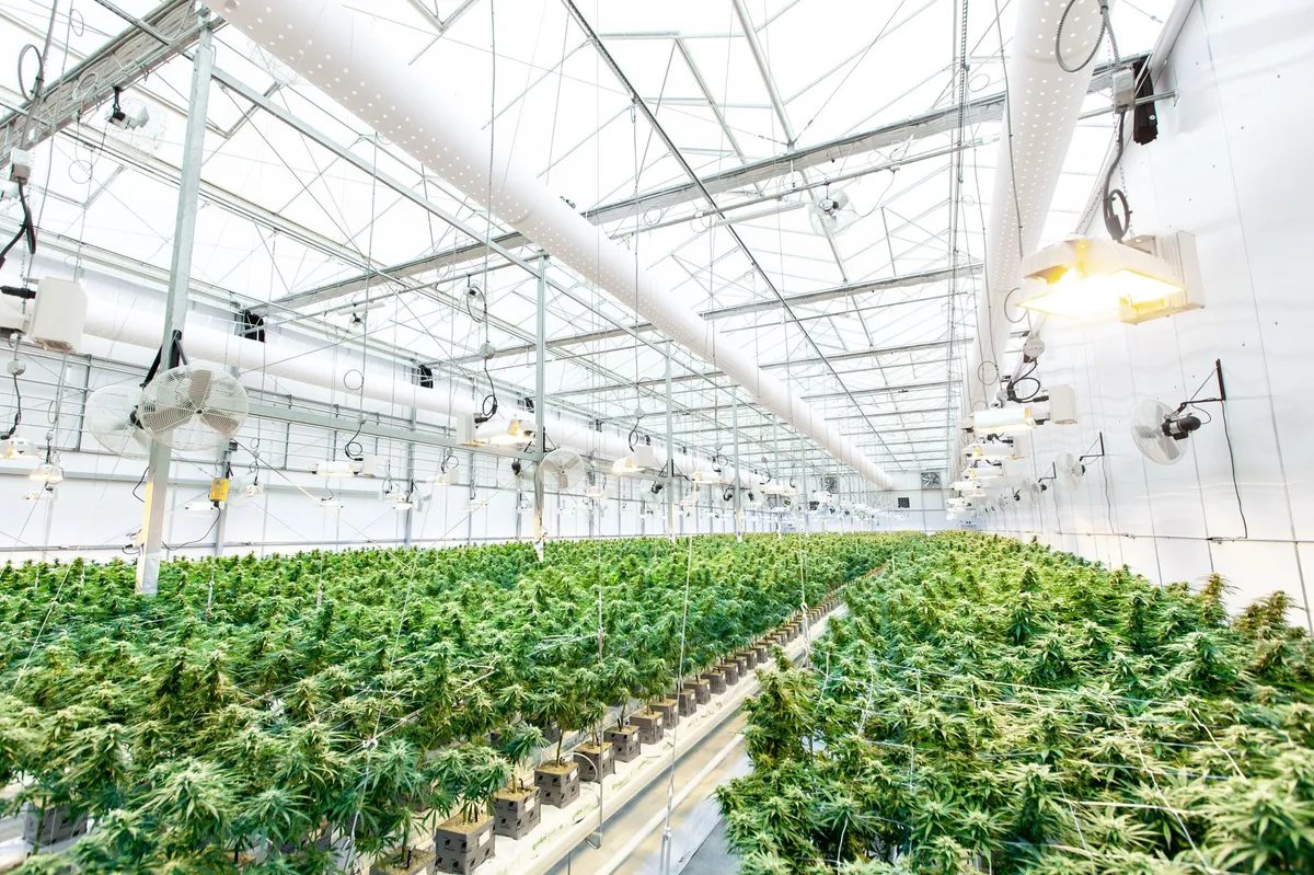 cannabis industry employment