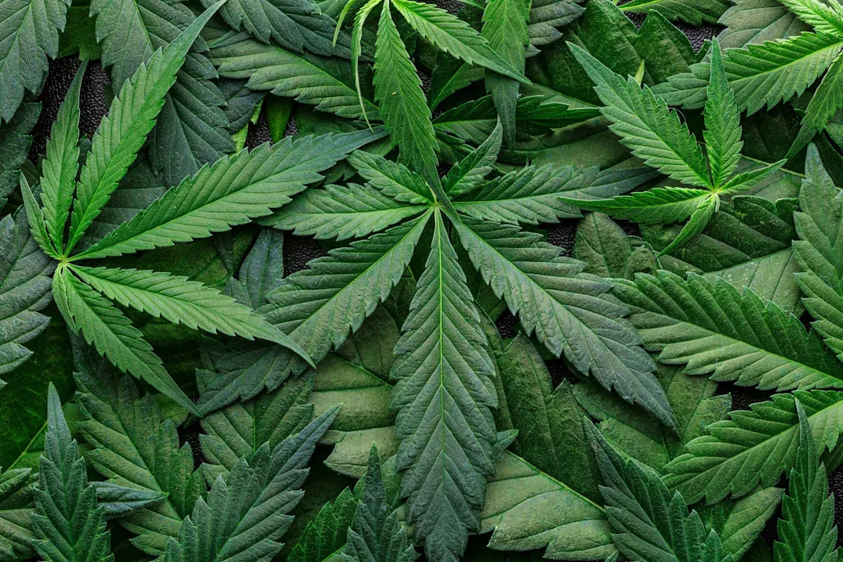 Major Cannabis Company Cuts Jobs Amid Industry Challenges