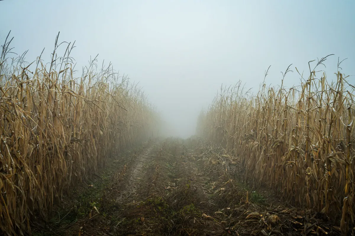 corn field landscape