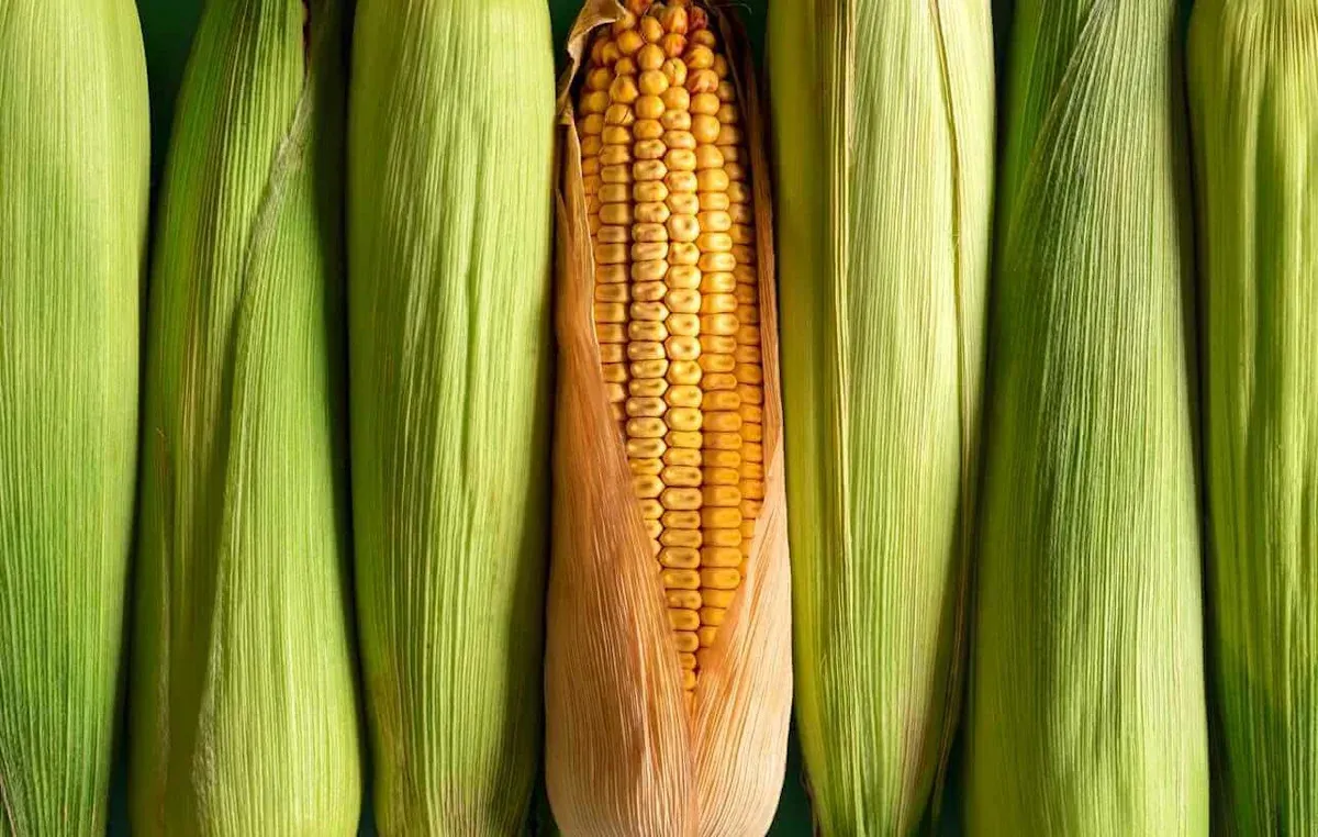 Market Update: Declining Grain Prices and Future Outlook