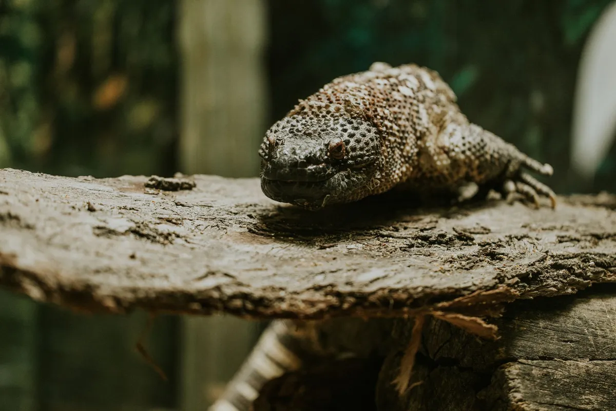 Gila monster in the wild