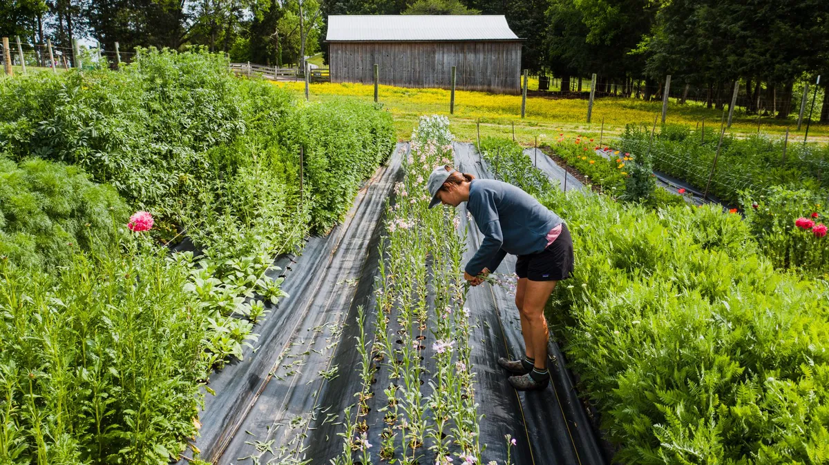 organic farm landscape