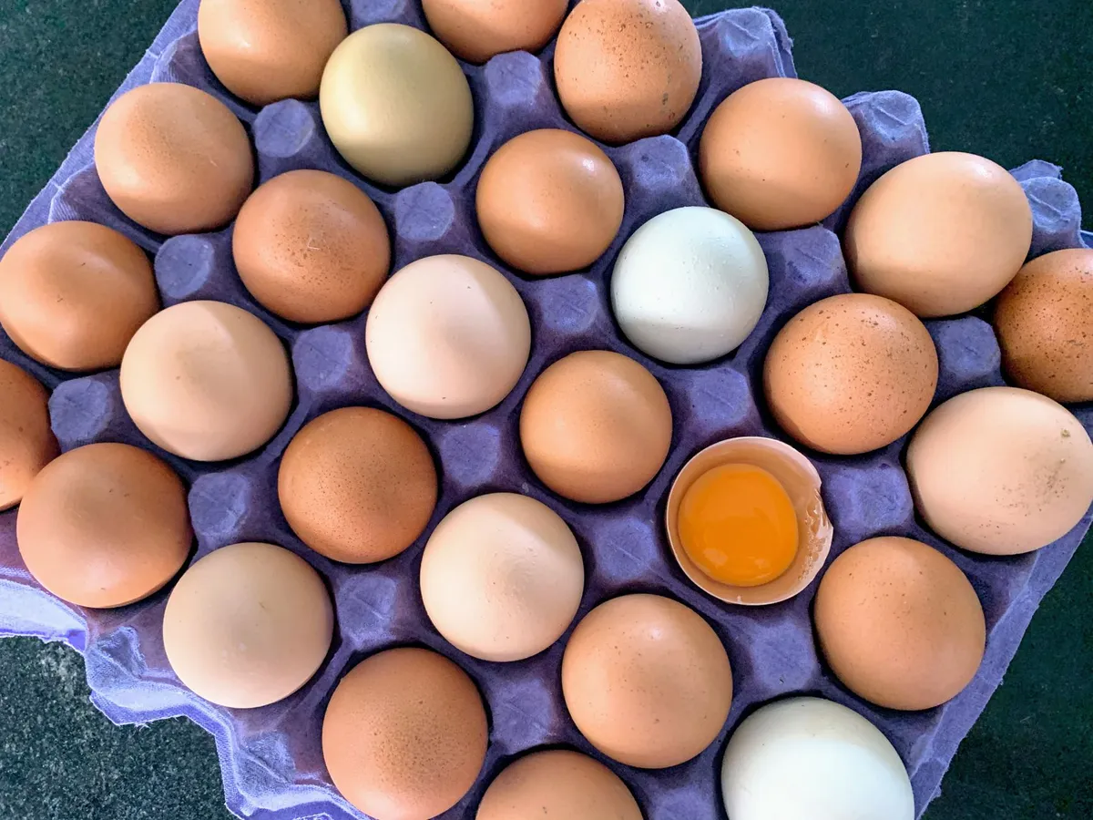 Vital Farms Stock Forecast: What Investors Need to Know