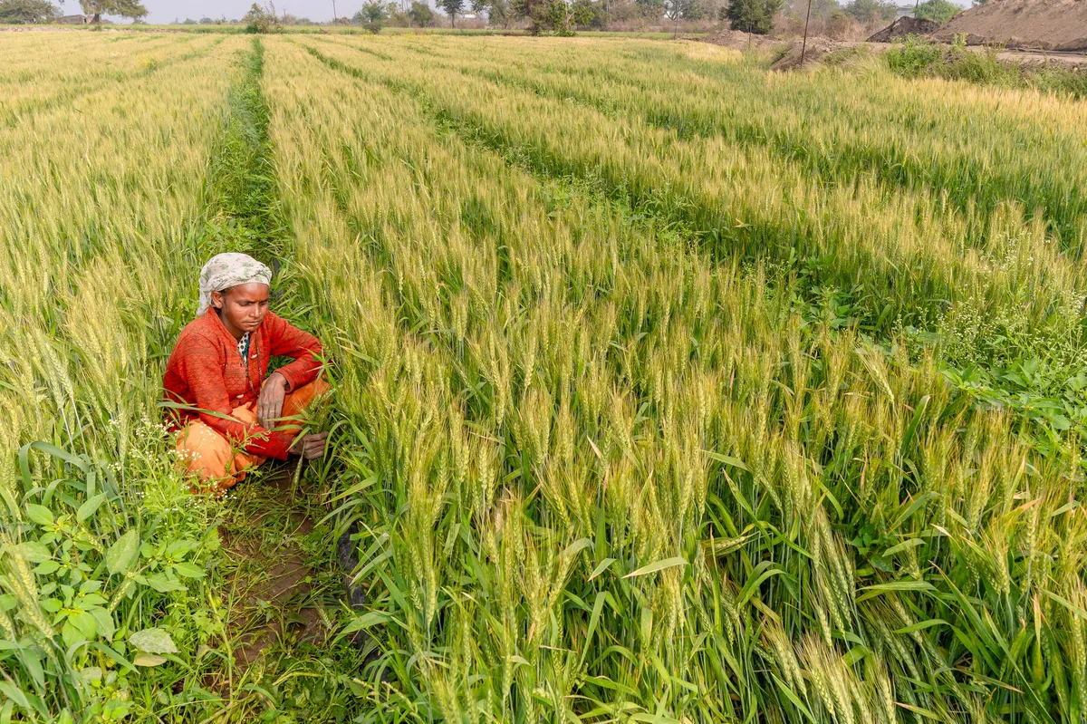farmer checking corn crop