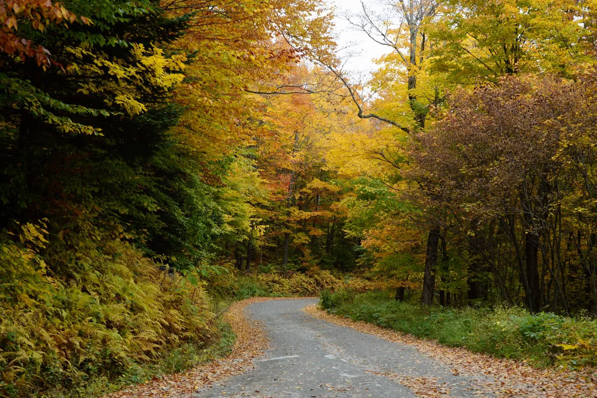 fall foliage in Vermont