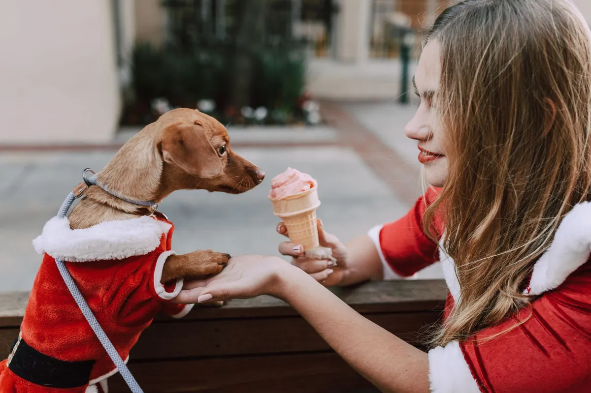 dachshund races at festival