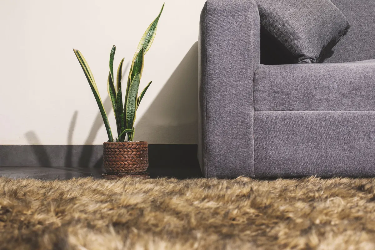 snake in living room