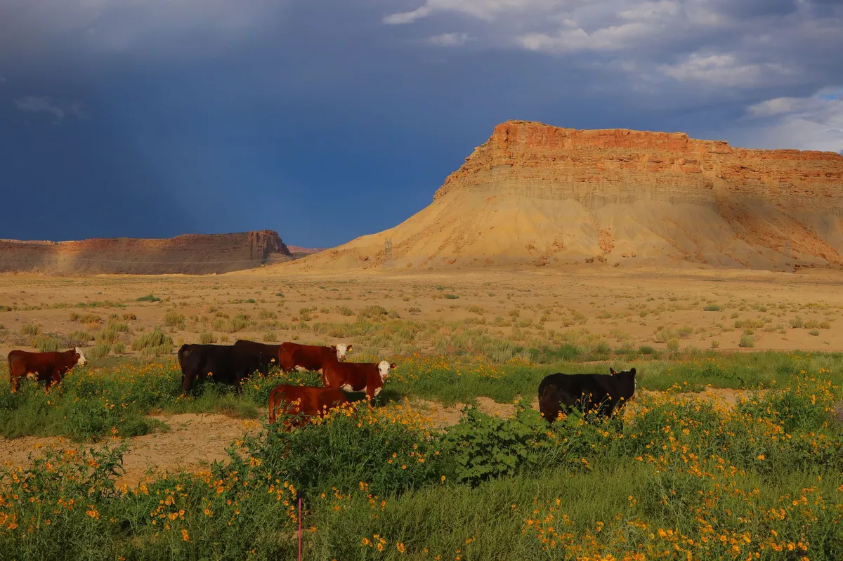 cattle ranch sunset