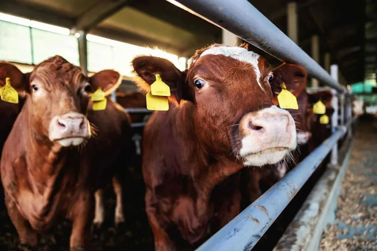 Rising Cattle Futures: What You Need to Know